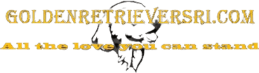 Golden Retrievers Ri