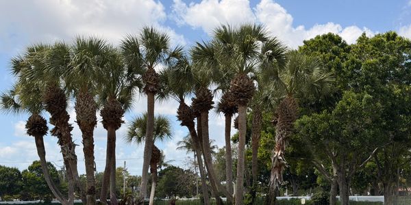 A cluster of palm trees under a partly cloudy sky in a park area.
