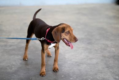 A brown dog on a blue leash with its tongue out.