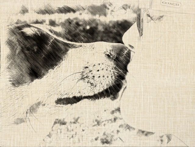 Dog Rescue - Sunset Rescue Ranch - A Dog Sanctuary