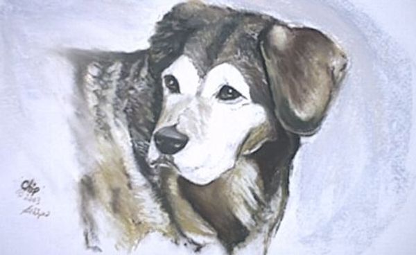 Pastel Portrait of beloved old dog
