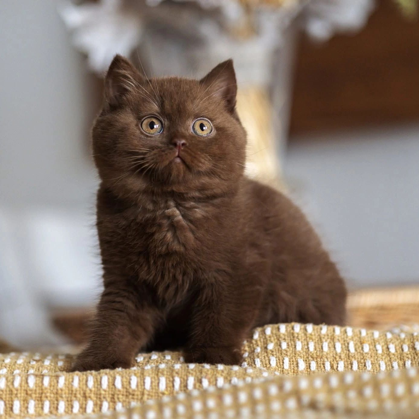 Chocolate British Shorthair
