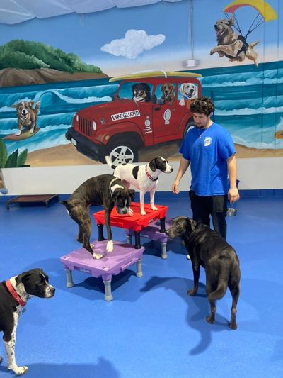 clean dog play room Newport Beach