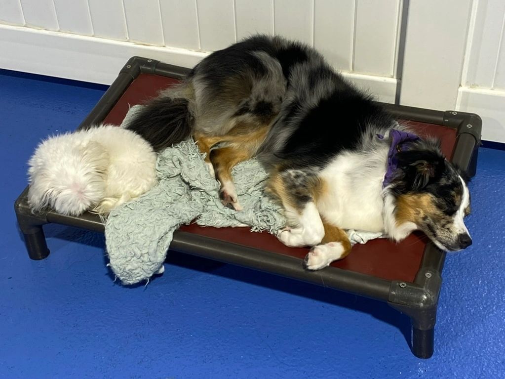 cagefree dog boarding slumber party