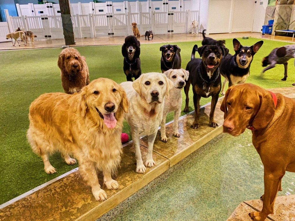 Dog Daycare