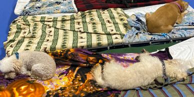 cagefree dog boarding slumber party