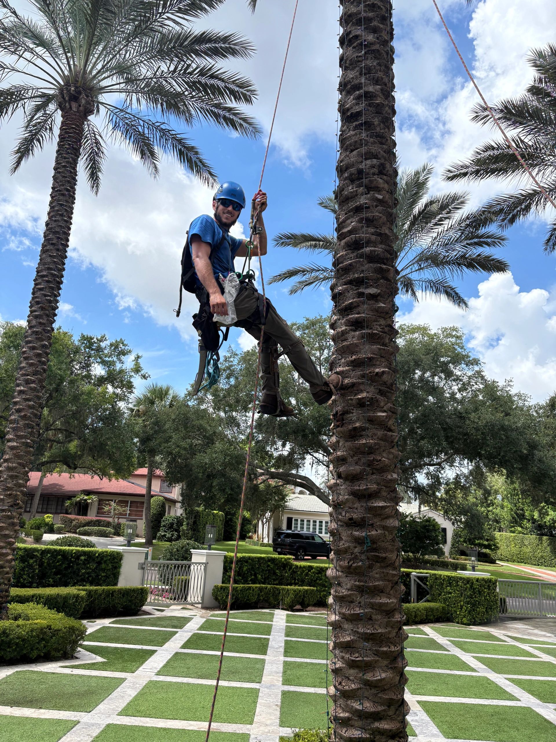 Expert Tree Services - Removal, Trimming, Stump grinding and more