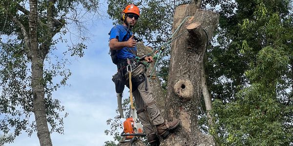 Arborist in safety gear giving thumbs up while perched on a cut tree trunk.