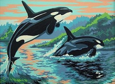 Killer Whales jumping out of the water near the shore