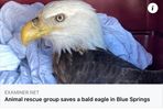 Eagle Rescue 