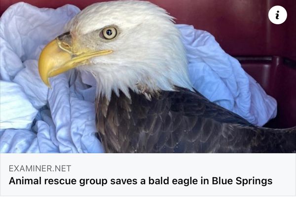 Eagle Rescue and Transport Missions