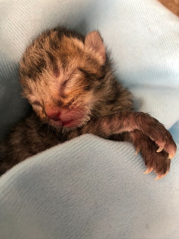 Bobcat Kit orphan from Mom hit by car