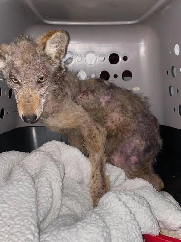 Mange Coyote. Rehabbed and Released.