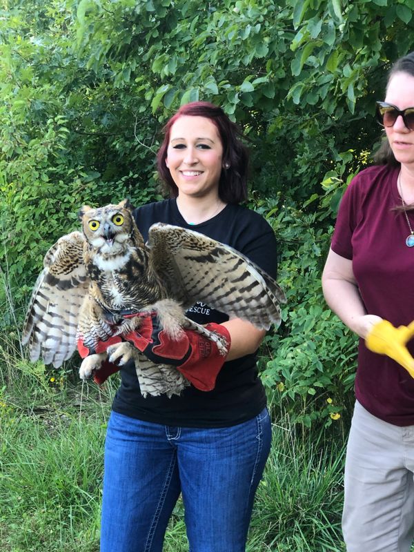 Releasing Owl that Wild Souls Transported to MU back to its natural habitat after Rehabilitation.