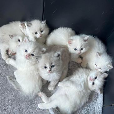 Ragdoll Kittens Chicago We Love our Kittens 