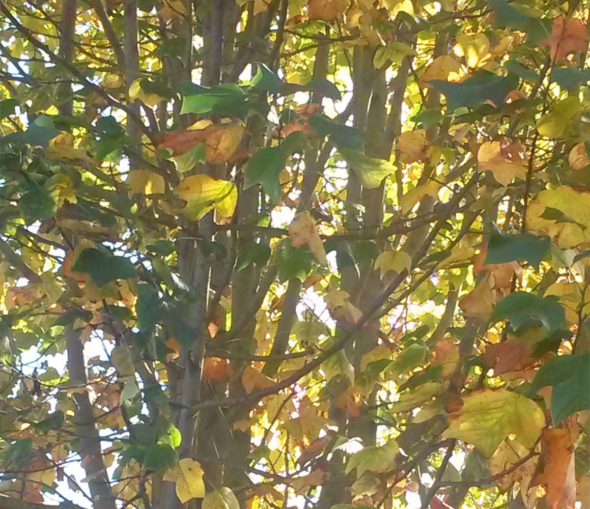 sunlight through fall leaves