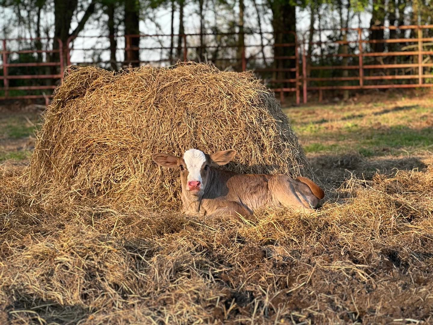 Palmetto Springs Cattle Co. photo 2