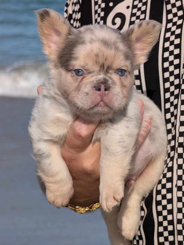 Fluffy French Bulldog male puppy Nova from Fire Frenchies in Denver Colorado