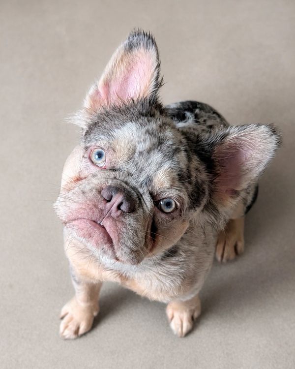 Lilac and tan merle male French Bulldog stud, Florida Space Coast and Denver