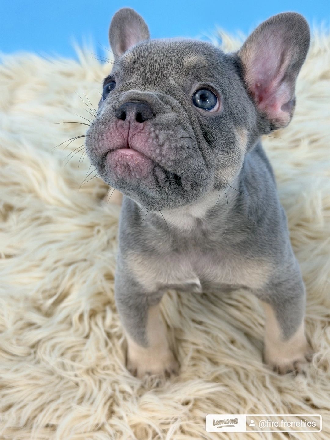 Lilac & tan male French bulldog puppy born in the Space Coast of Florida based in Colorado 