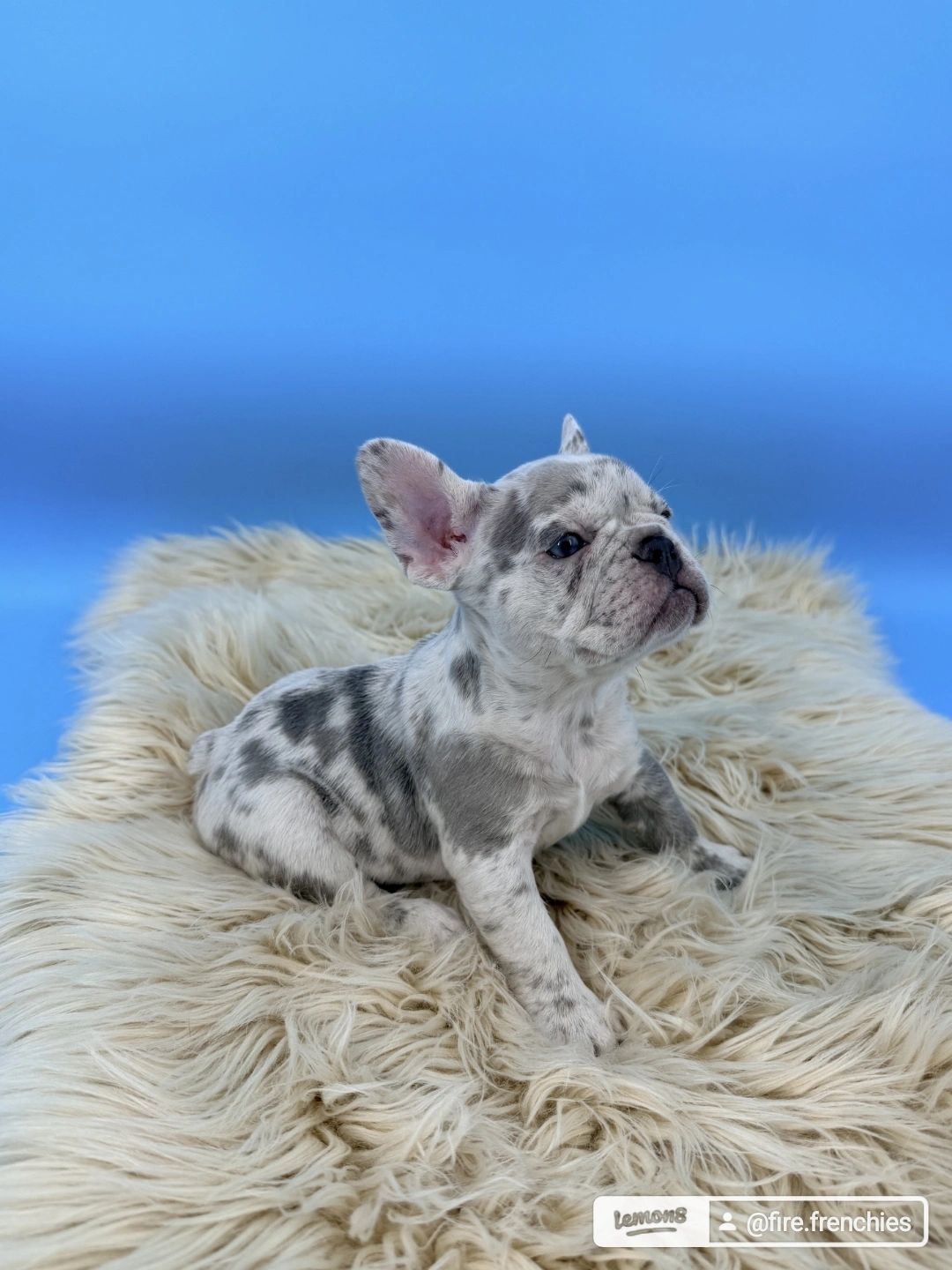 Fire Frenchies grey merle French bulldog puppy raised on the Space Coast of Florida and based in Col