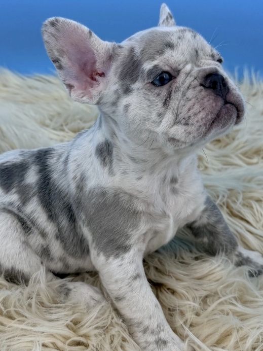 Fire Frenchies grey merle French bulldog puppy raised on the Space Coast of Florida and based in Col