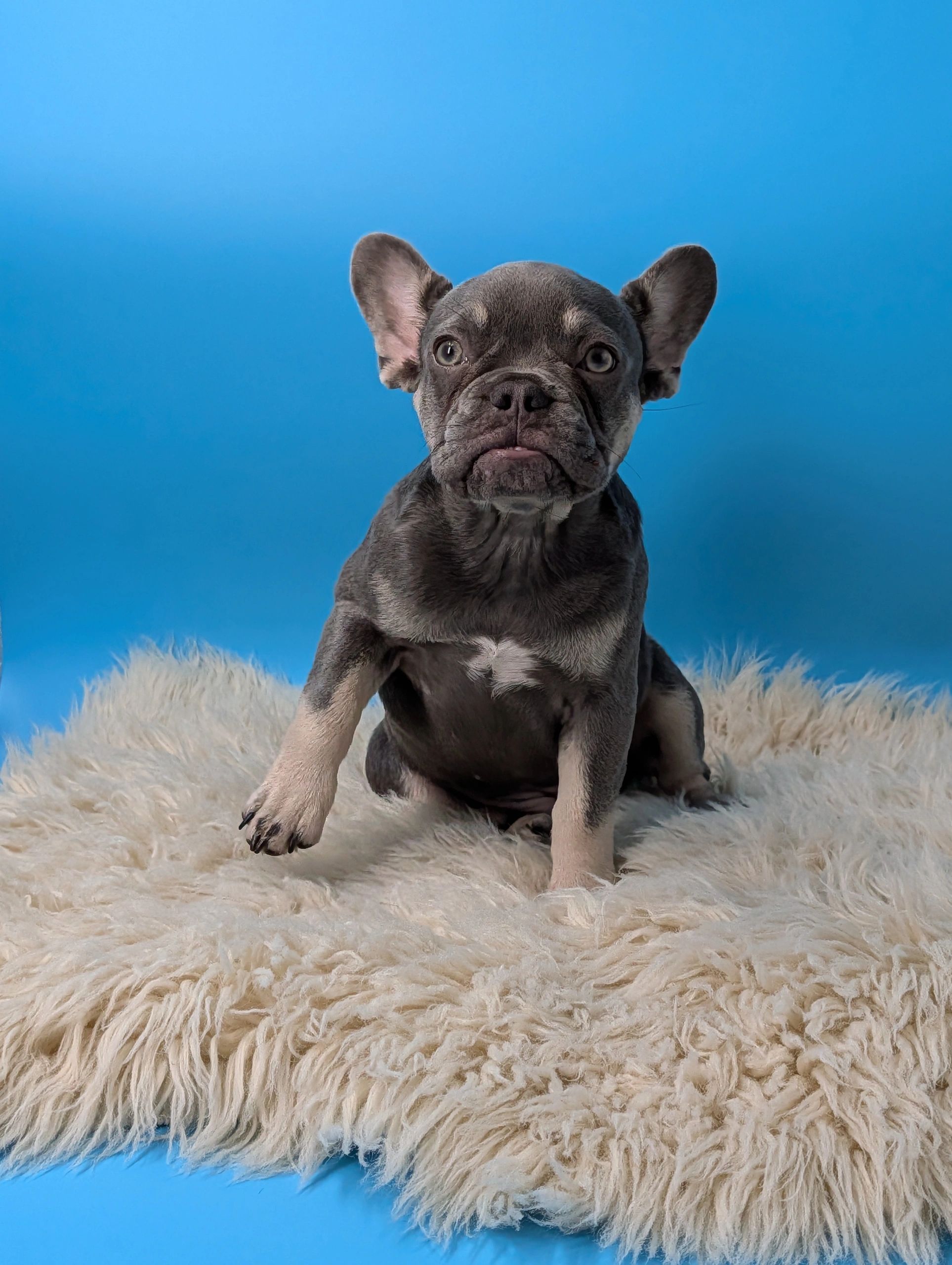 Gray French bulldog puppy for sale palm beach, miami, space coast Florida or Colorado 