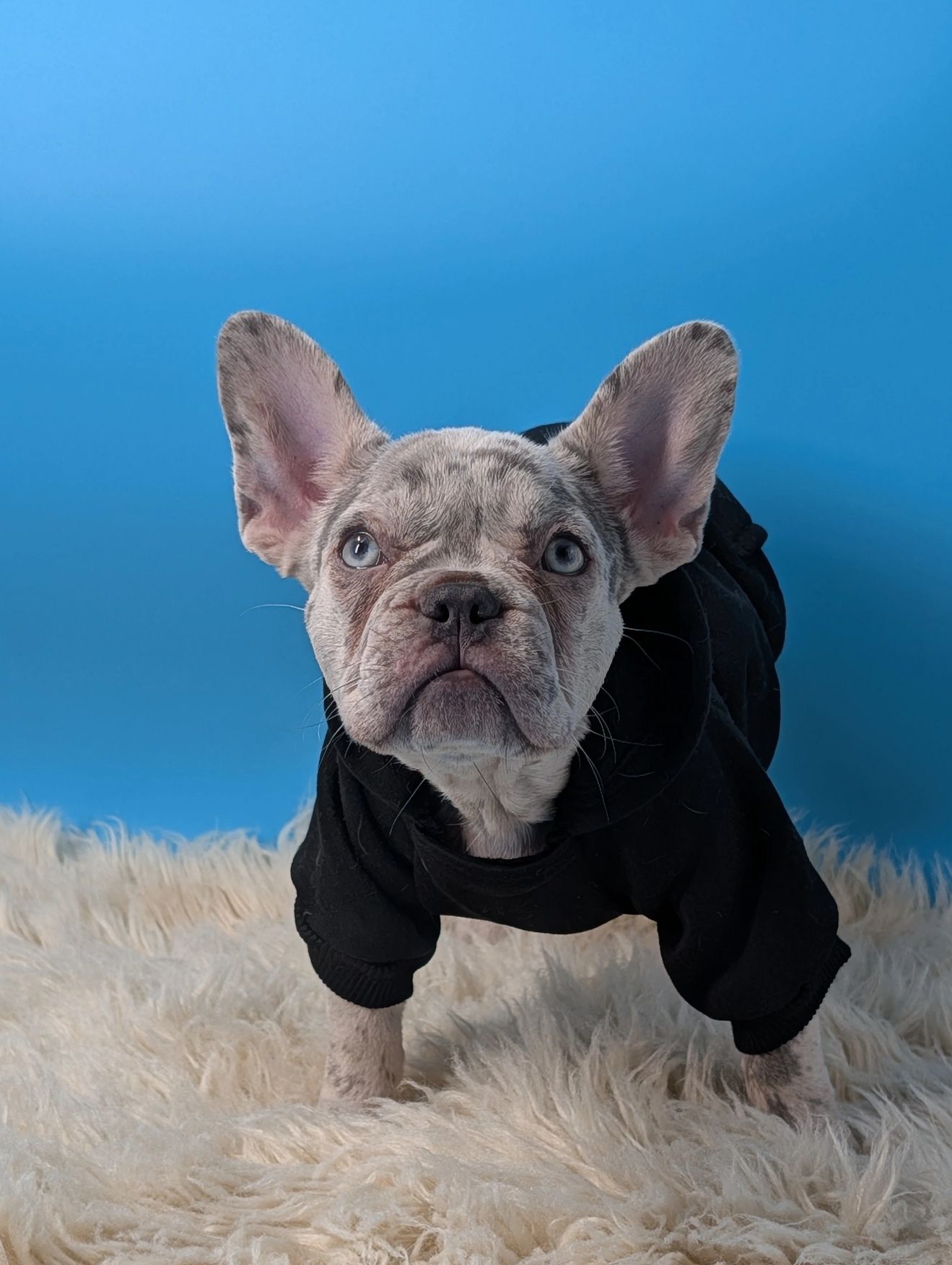 Grey spotted French bulldog puppy available near Denver Colorado 