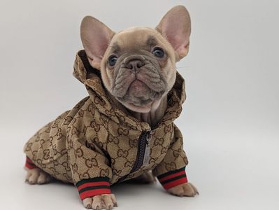 Meet Fluffy French Bulldogs Gucci & Louis Vuitton