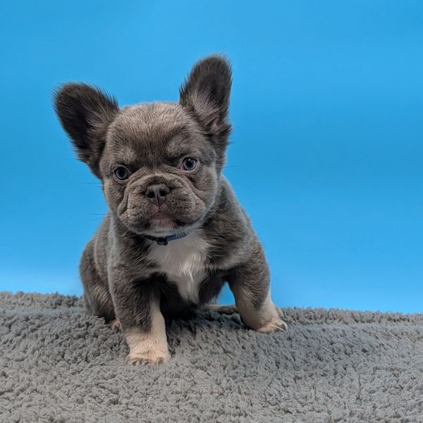Cute gray French Bulldog puppy standing on a rug. Denver, CO.