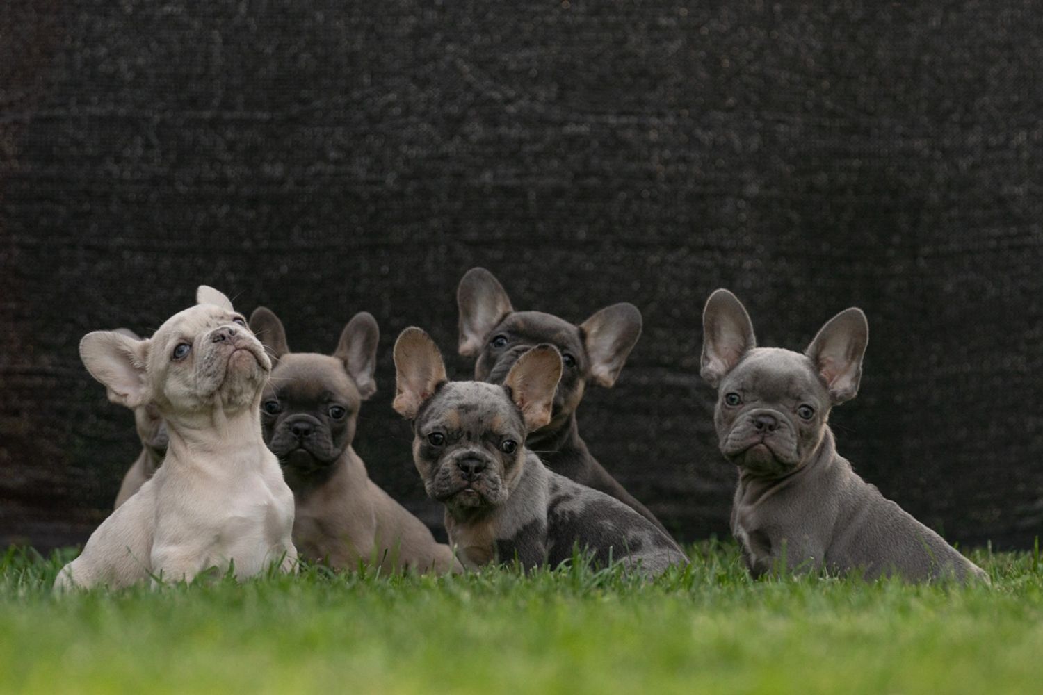 Exotic Frenchie Puppies available Denver CO, Lilac, merle, platinum, blue eyes, chocolate, breeder