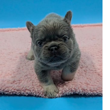 Ember, a female lilac-and-tan fluffy French Bulldog puppy from Candela and Ice’s litter at Fire Fren