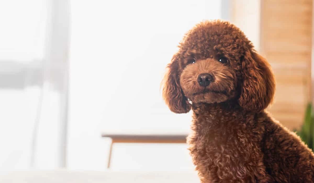 InHome Dog Grooming Salon Tip Top Tails Grooming