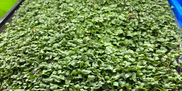 Full flats of microgreen salad mix.