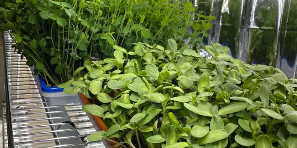 Full flat of peas and sunflowers