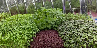 Microgreens are available for many tastes.  Cilantro, red cabbage, mustards, beets, brussel sprouts and many more.