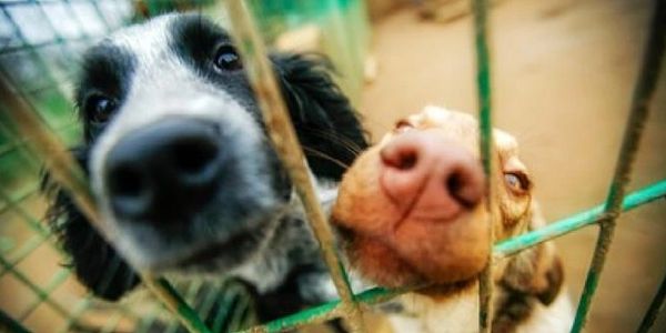 Two dogs in a shelter.