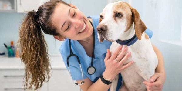 A vet nurse looking after a dog.