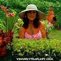 Venus Flytrap Lady