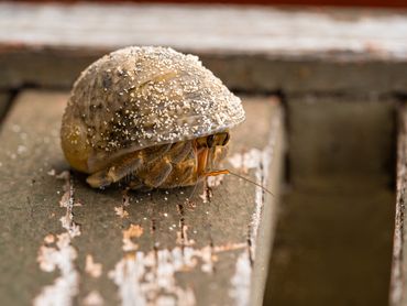 A hermit crab dusted in sand.