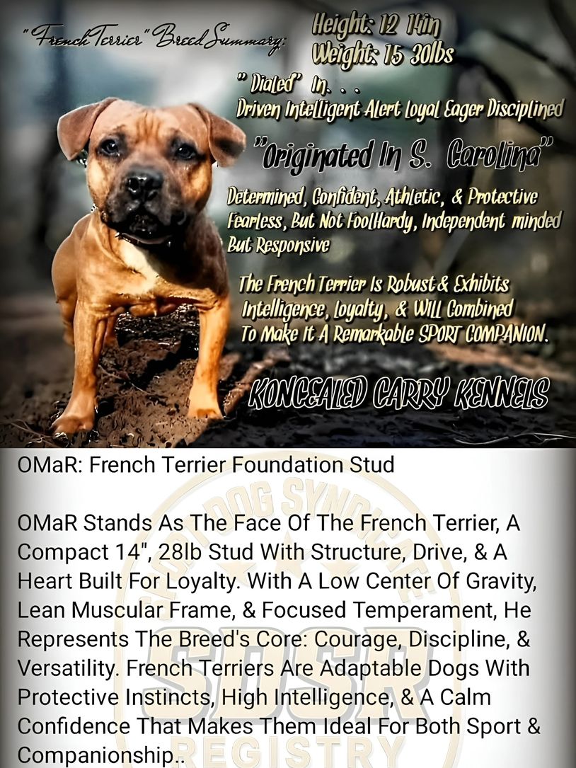 Detailed breed summary of the French Terrier with a focused image of the dog.