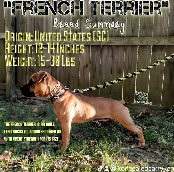 A French Terrier dog standing alert on grass, leashed near a wooden fence.