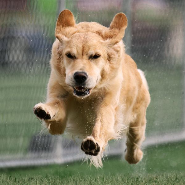 Golden retriever dog leaping energetically outdoors.