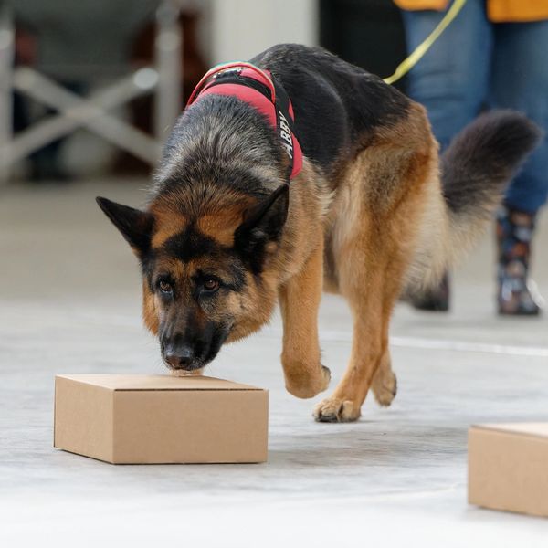 German Shepherd dog sniffing a cardboard box indoors.