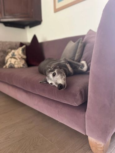 Dog relaxing on a purple couch.