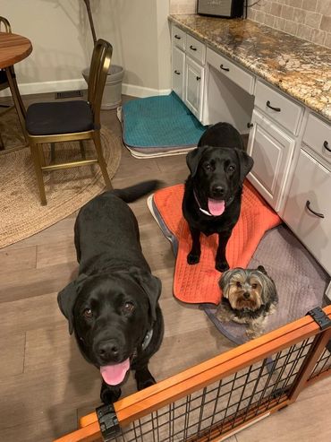 pet sitting in your home