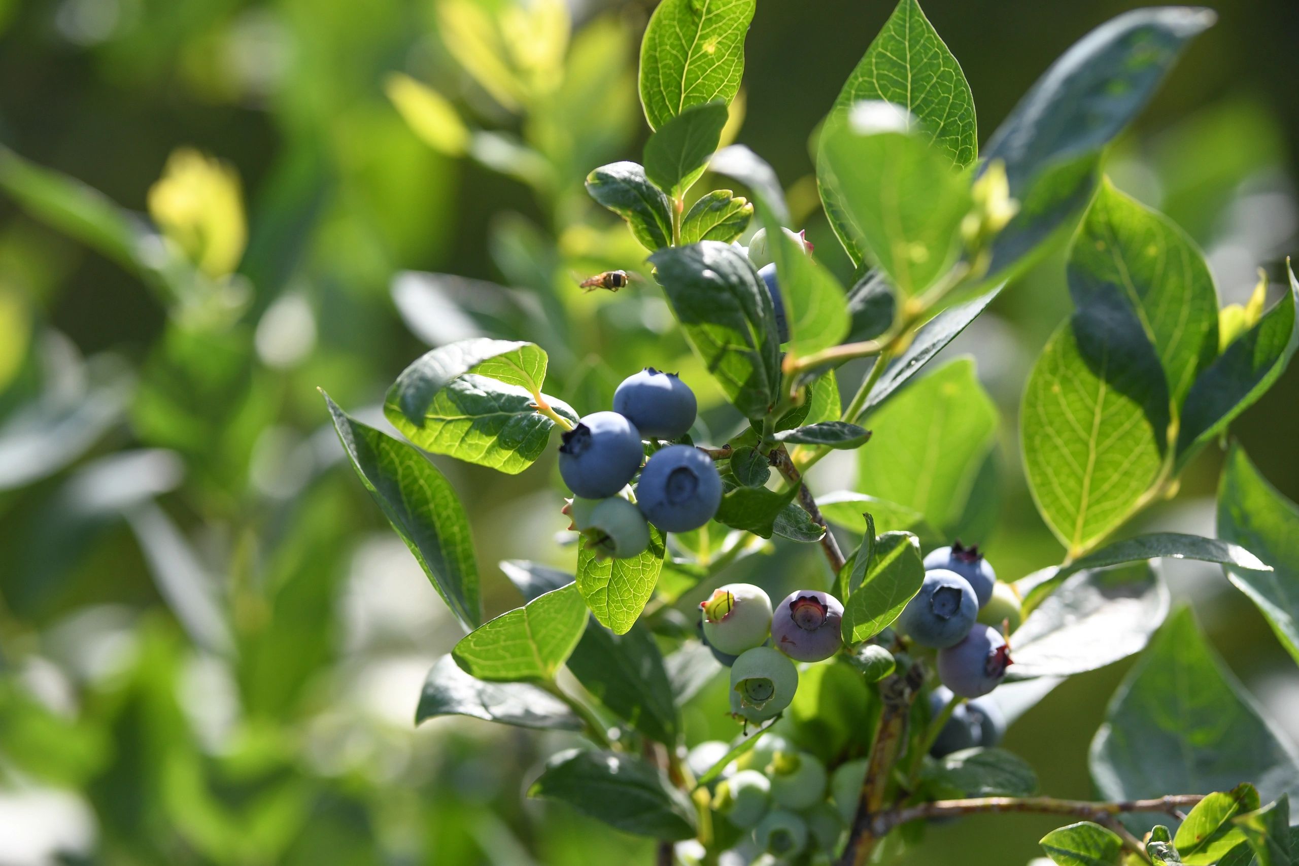 Russell Creek Farm Blueberries