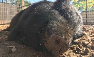 George the rescue pig