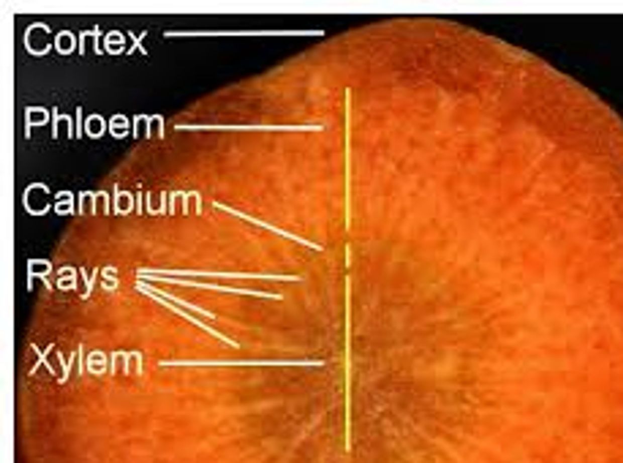 Cross section of a woody plant stem with labeled parts.