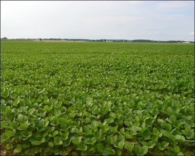 GMO Soy Bean Field - Can you Tell?